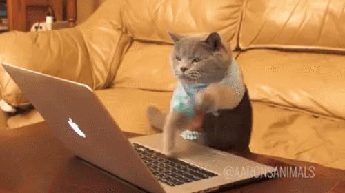 Котик пишет много статей на одну и ту же тему Котик пишет много статей на одну и ту же тему
